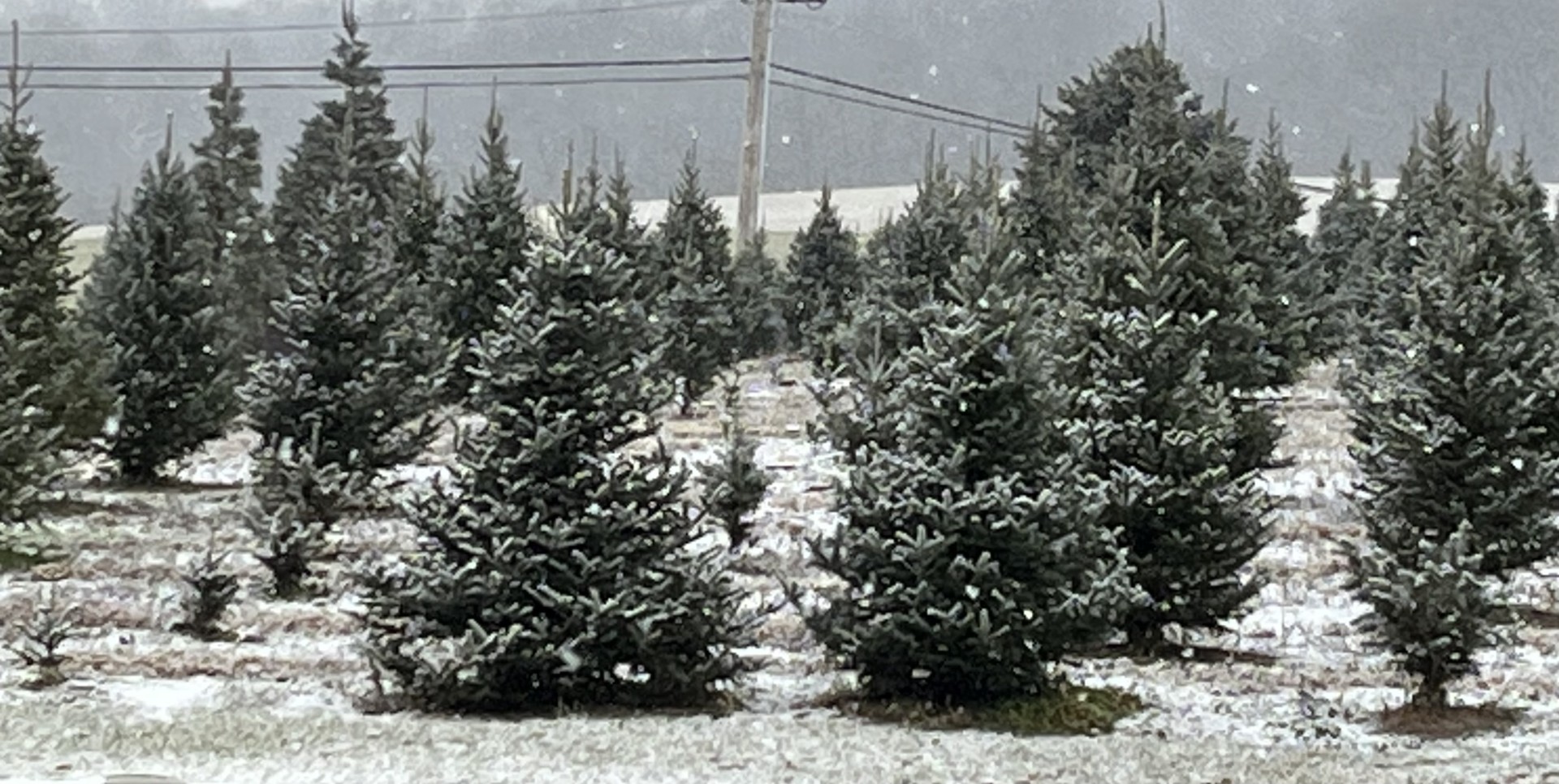 Valley View Christmas Tree Farm - searching for a tree